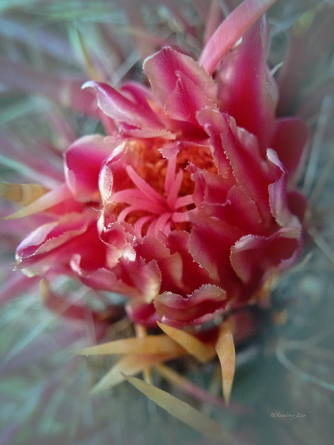 Cactus Blossom 6 Photograph by Xueling Zou