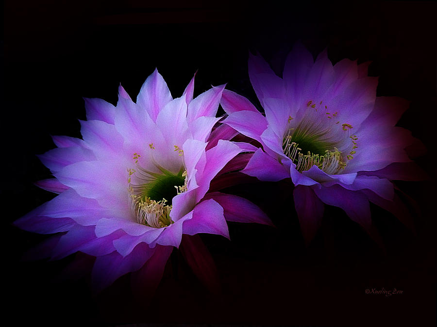 Cactus Blossom 7 Photograph by Xueling Zou