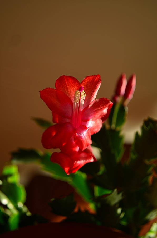 Flowers Still Life Photograph - Cactus Blossom by Dan Vallo