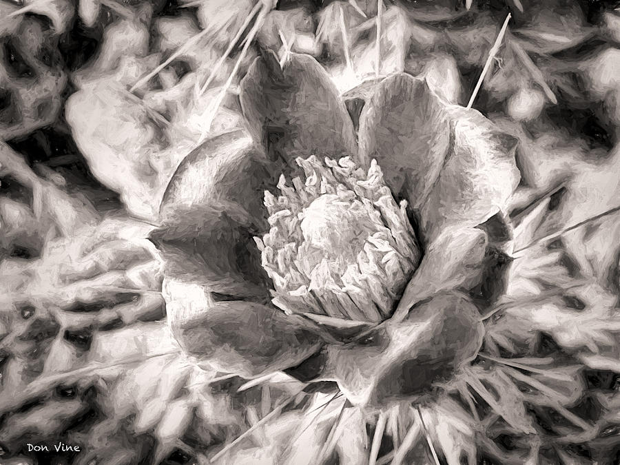 Cactus Blossom Photograph by Don Vine