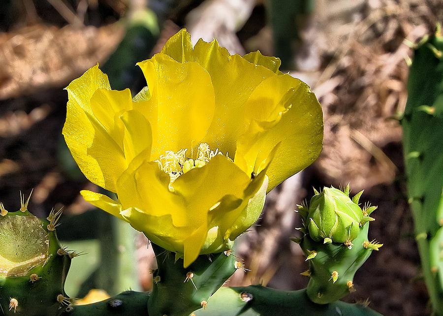 Cactus Blossom Photograph by Farol Tomson