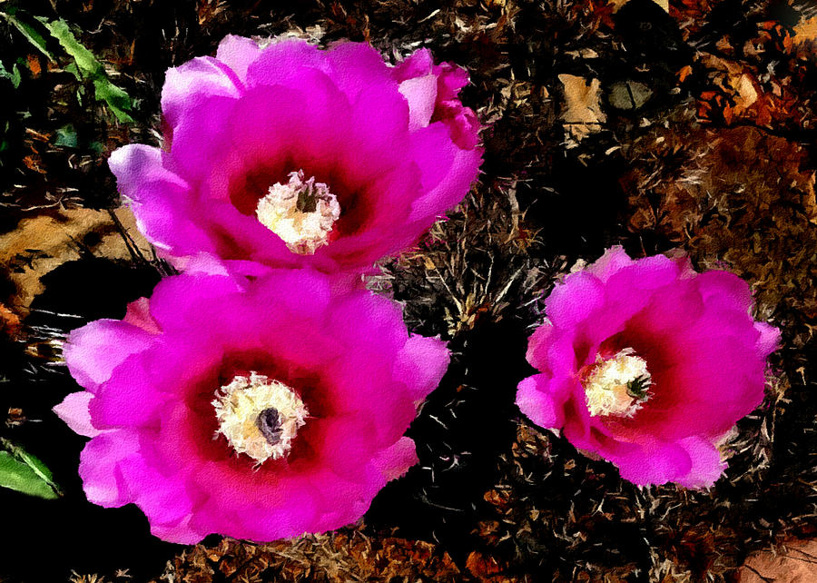 Cactus Blossoms In Southwest National Parks Photograph