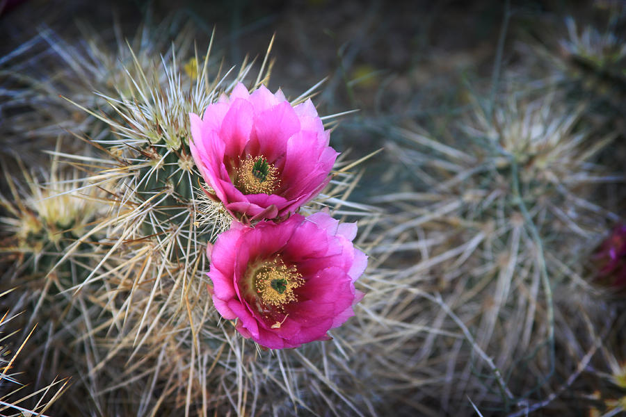 Cactus Blossoms Photograph by Dave Hall