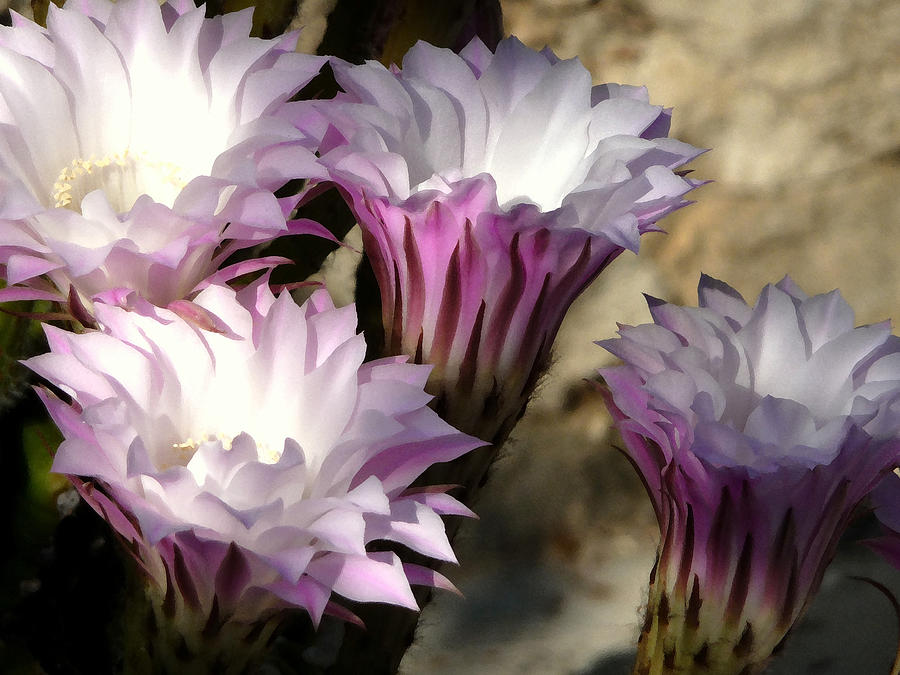 Cactus Blossoms Photograph by Jodie Marie Anne Richardson Traugott          aka jm-ART