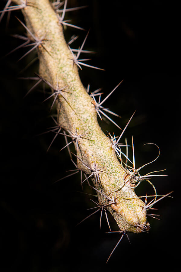 Cactus Branch Photograph by John Wadleigh