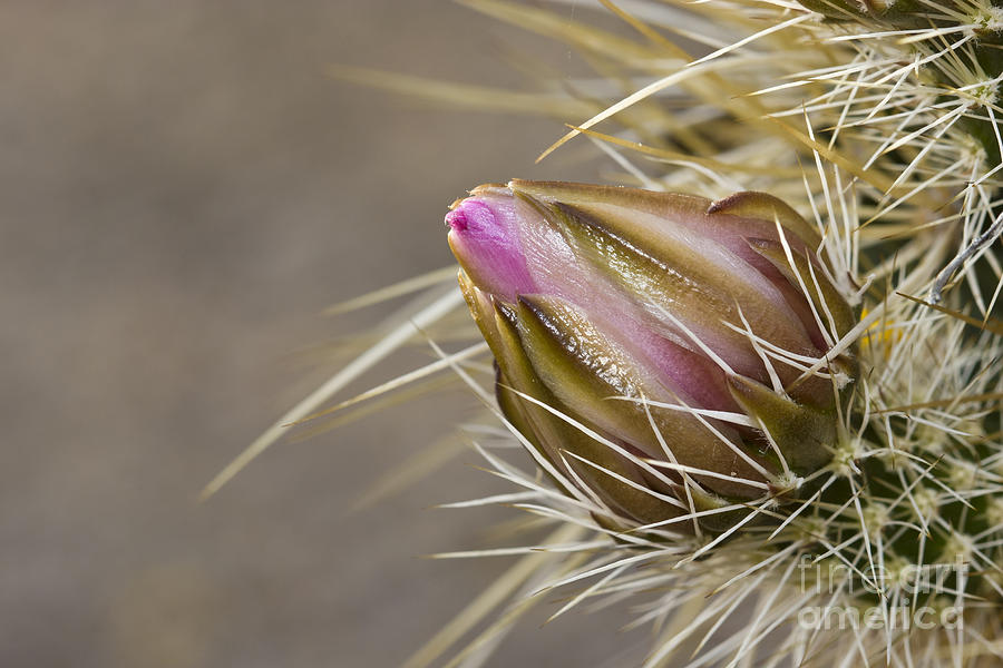 Cactus bud Photograph by Bryan Keil