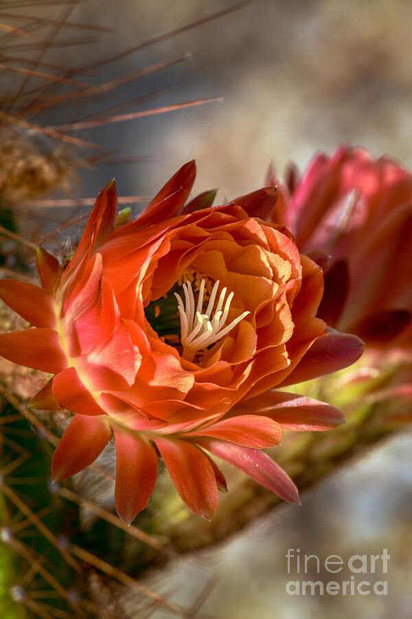 Flower Photograph - Cactus Bud by Robert Bales