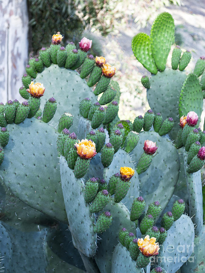 Cactus Buds and Flowers Photograph by L J Oakes