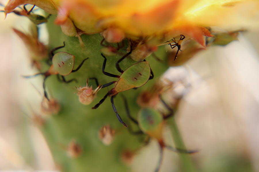 Cactus Bugs Photograph by Trent Mallett