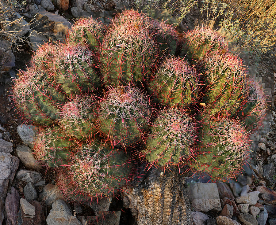 Cactus Photograph - Cactus Burst by Stephen Farley Cactus Photograph - Cactus Burst by Stephen Farley