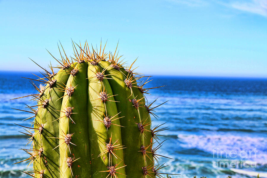 Cactus By The Sea by Diana Sainz Photograph by Diana Raquel Sainz