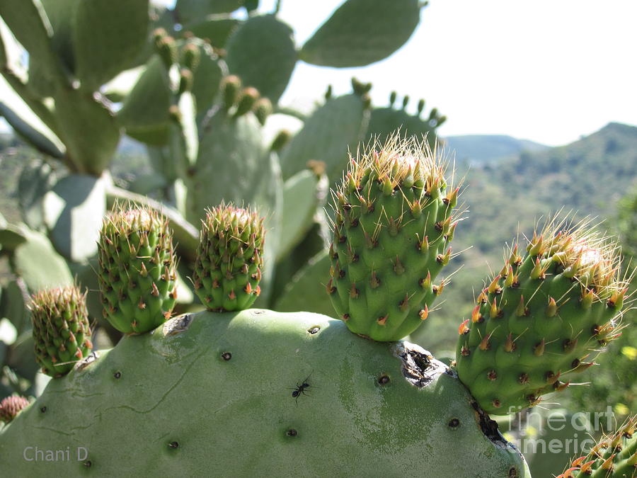 Cactus Photograph by Chani Demuijlder