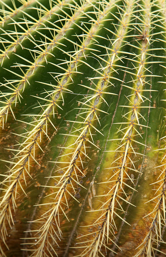 Cactus Photograph by Chris Clark