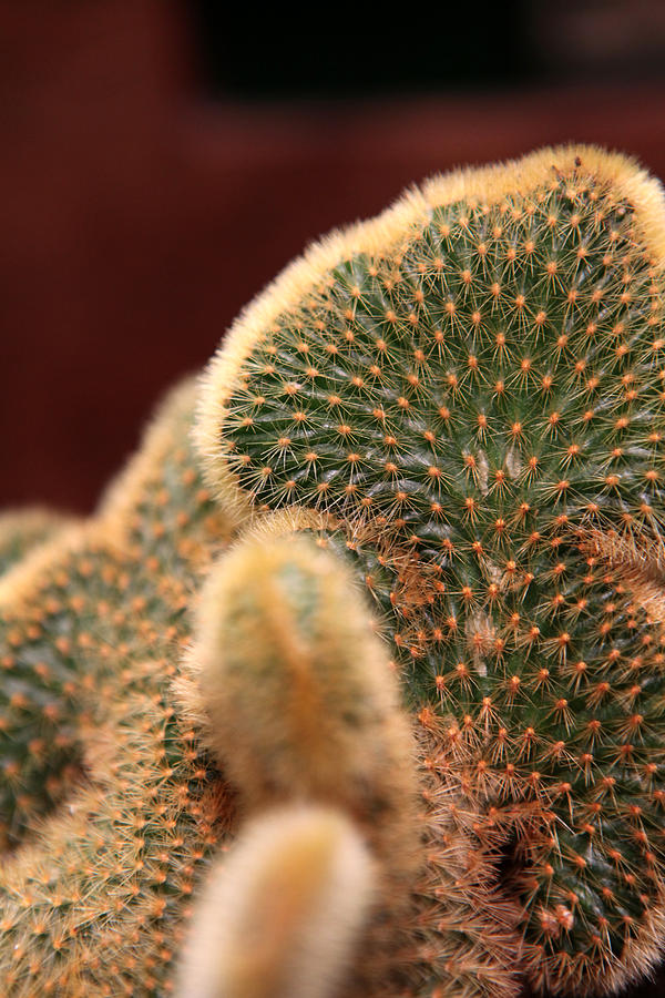Cactus Close-up Photograph by Dorin Adrian Berbier