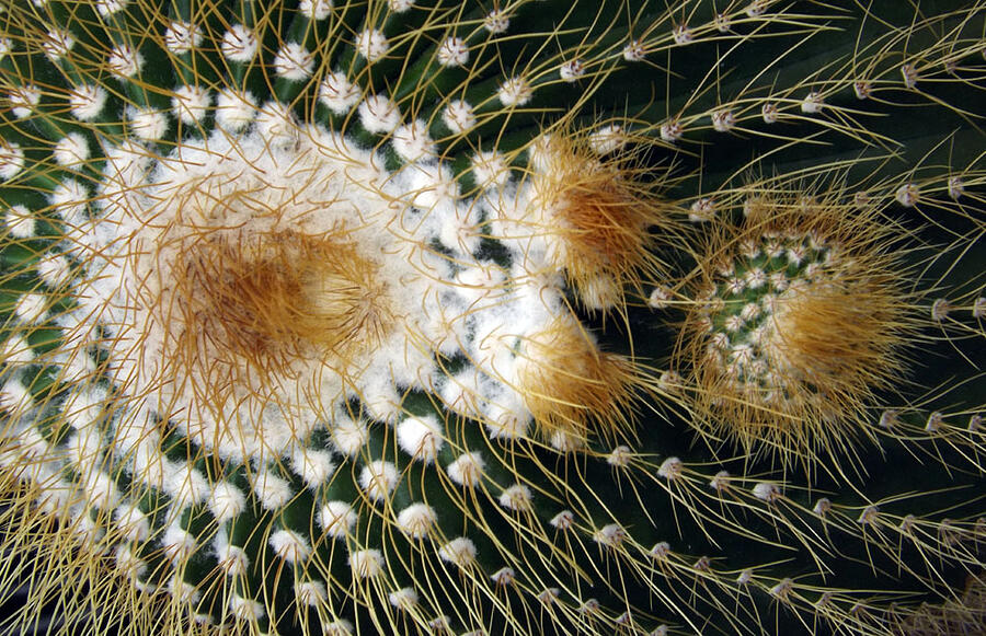 Cactus Close-up Photograph by Joyce  Wasser