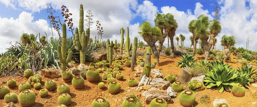 Cactus Country Photograph by Cinoby Cactus Country Photograph by Cinoby