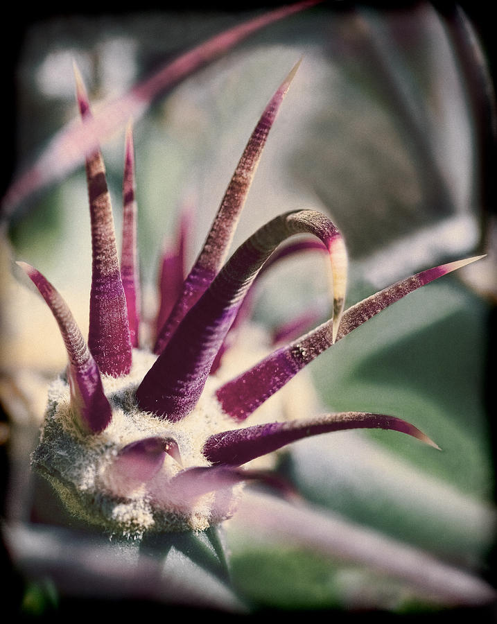 Cactus Crown Photograph by Kelley King - Fine Art America