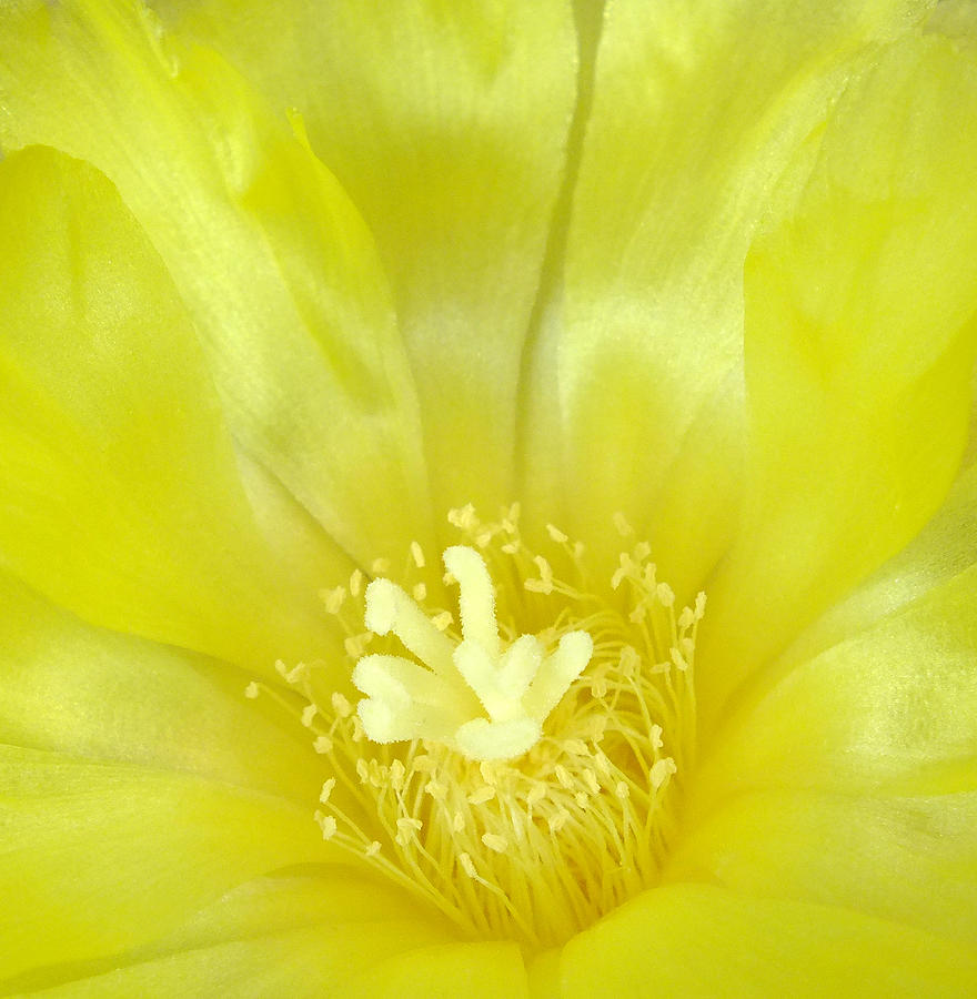 cactus that can sing and dance