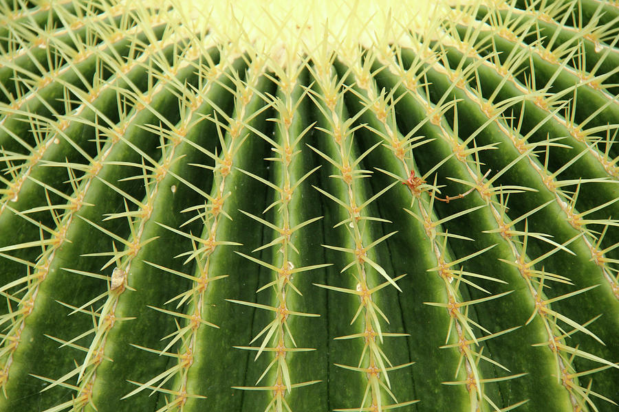 Cactus Photograph by Daniela Duncan