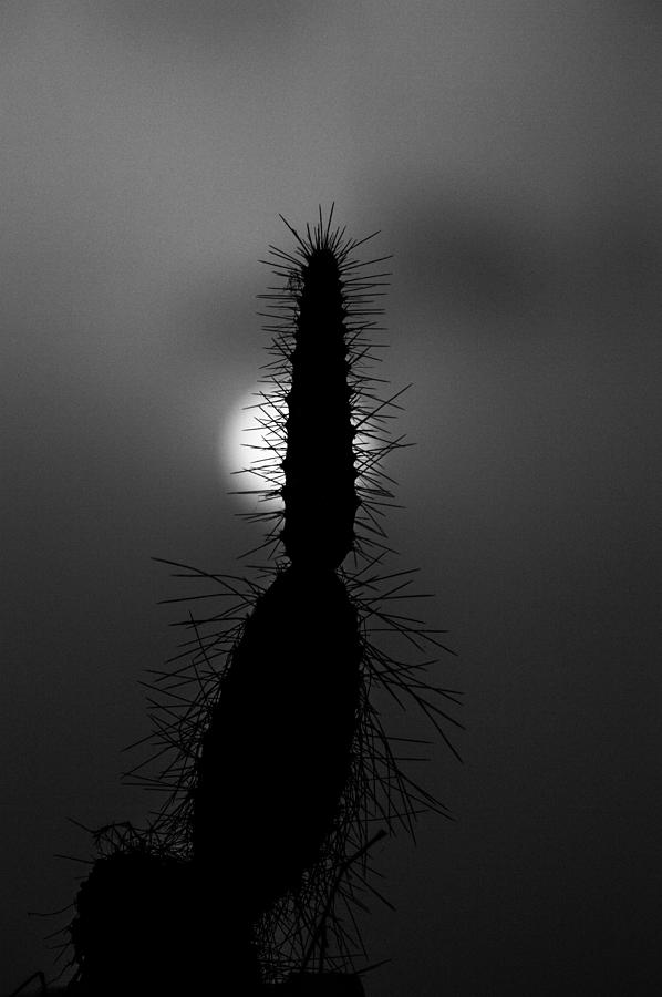 Sunset Pyrography - Cactus by Debjyoti Ganguly