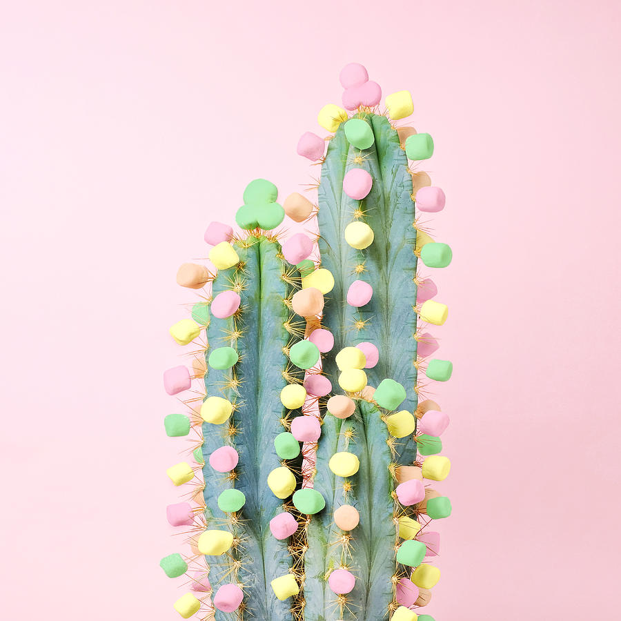 Cactus decorated with pastel marshmallows Photograph by Juj Winn