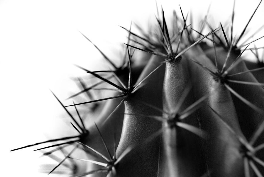 Cactus Detail in Monochrome 2 Photograph by Nathan Abbott