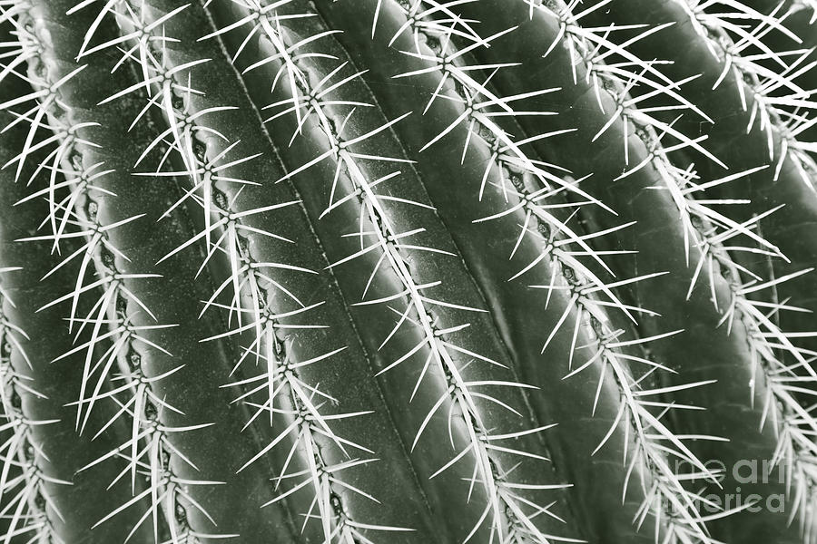 Cactus detail Photograph by Liz Leyden