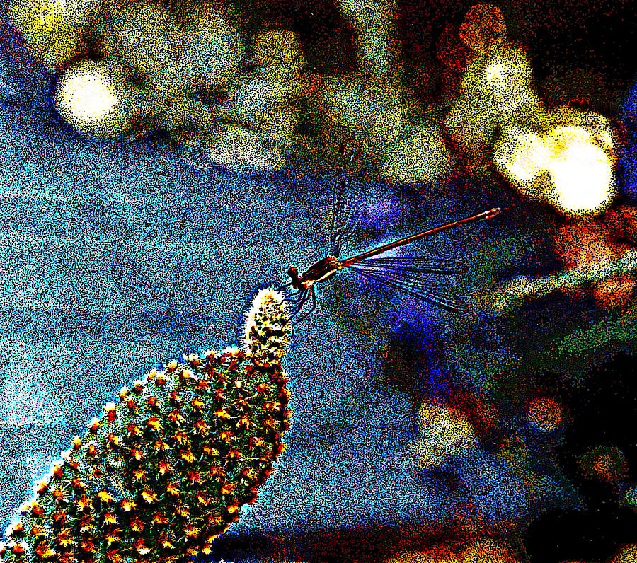 Nature Digital Art - Cactus Dragonfly by R Thomas Brass