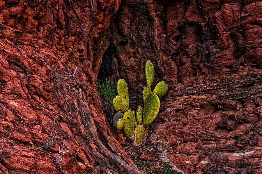 Nature Photograph - Cactus Dwelling by Mark Myhaver