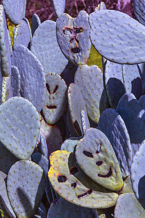 Napa Photograph - Cactus Faces by Garry Gay