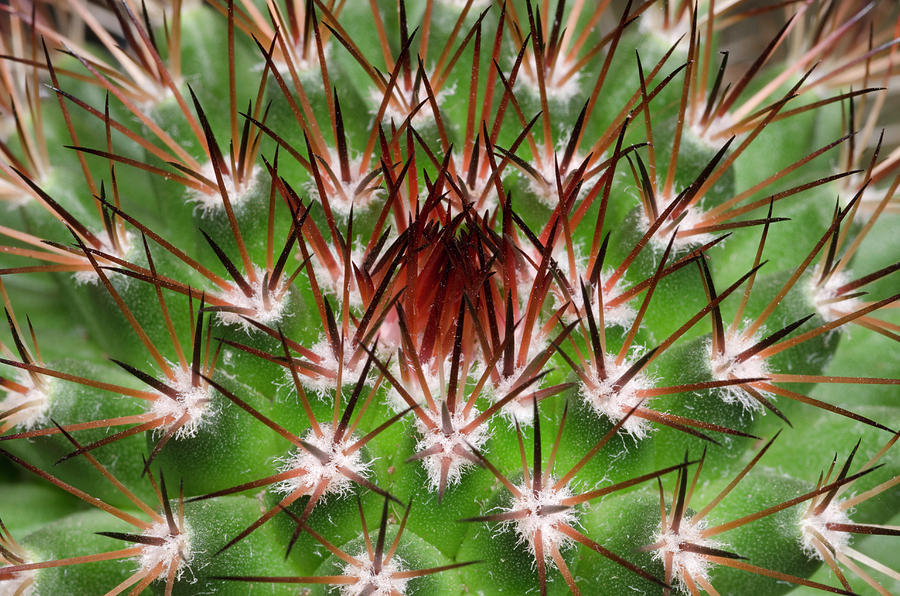 Flower Photograph - Cactus Facheiroa Ulei Abstract by Nigel Downer