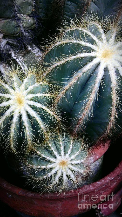 Cactus family 2 Photograph by Marlene Williams