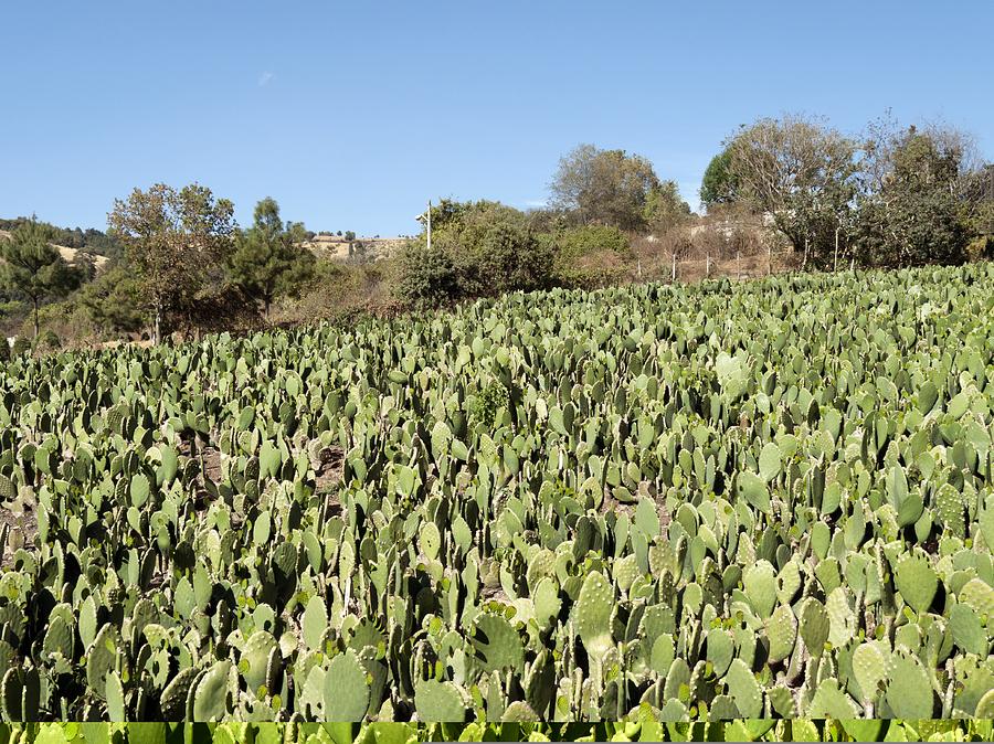 cactus-field-mexico-science-photo-librar