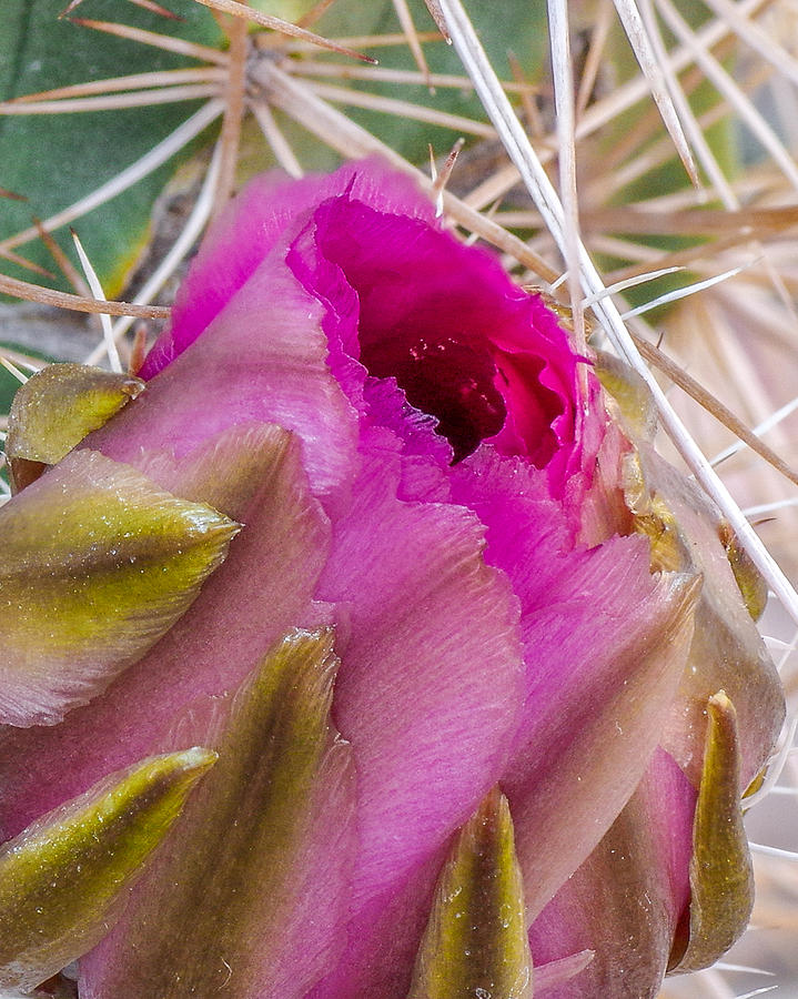 Cactus Flower 1 Photograph by Will Wagner