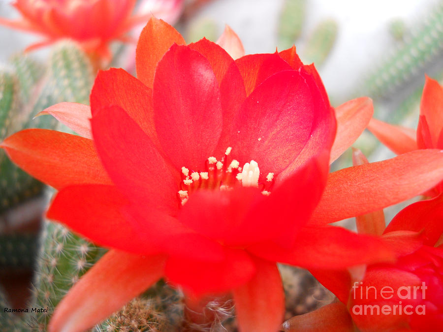 Cactus Flower 2 Photograph by Ramona Matei