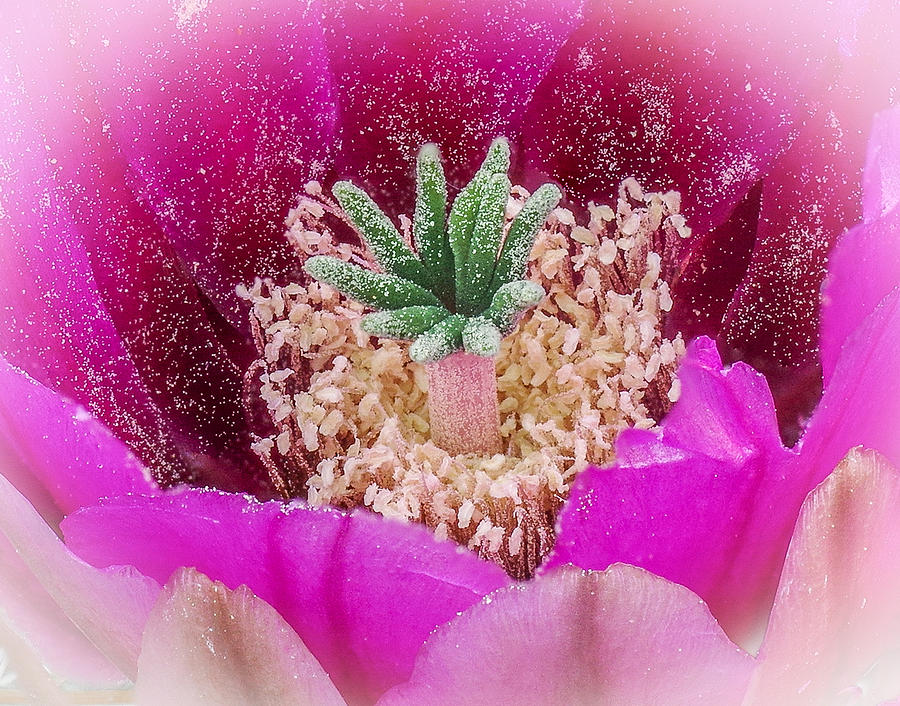 Cactus Flower 3 Photograph by Will Wagner
