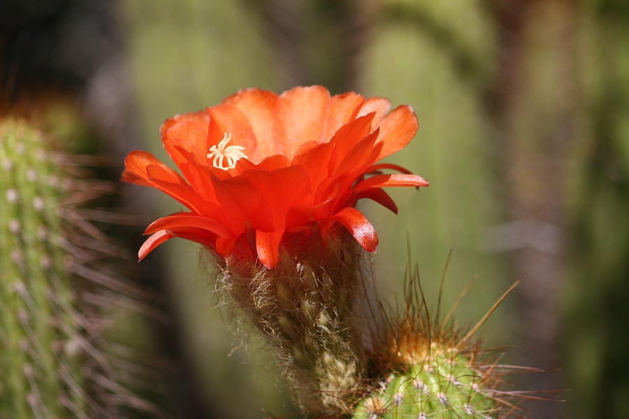 Cactus Flower 4 Photograph by Grant Washburn