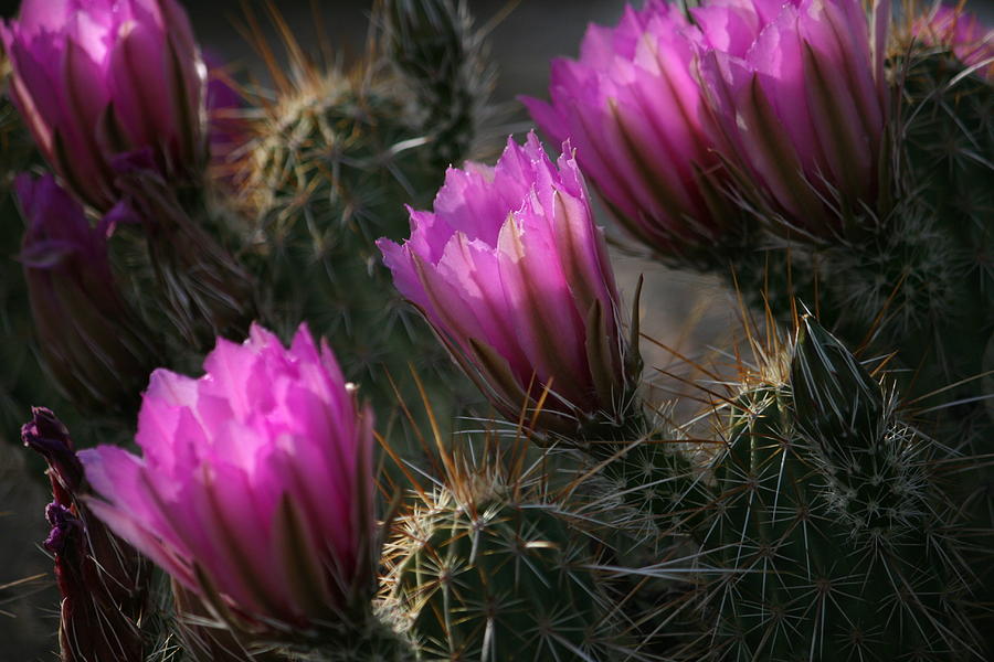 Cactus Flower 5 Photograph by Grant Washburn