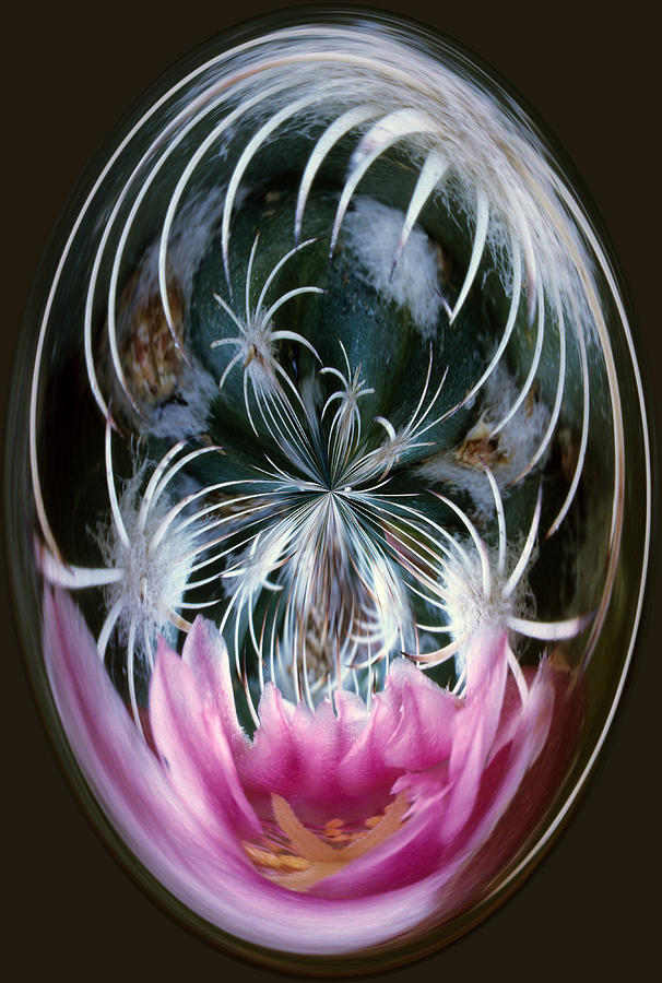 Abstract Photograph - Cactus Flower Abstract by Keith Gondron