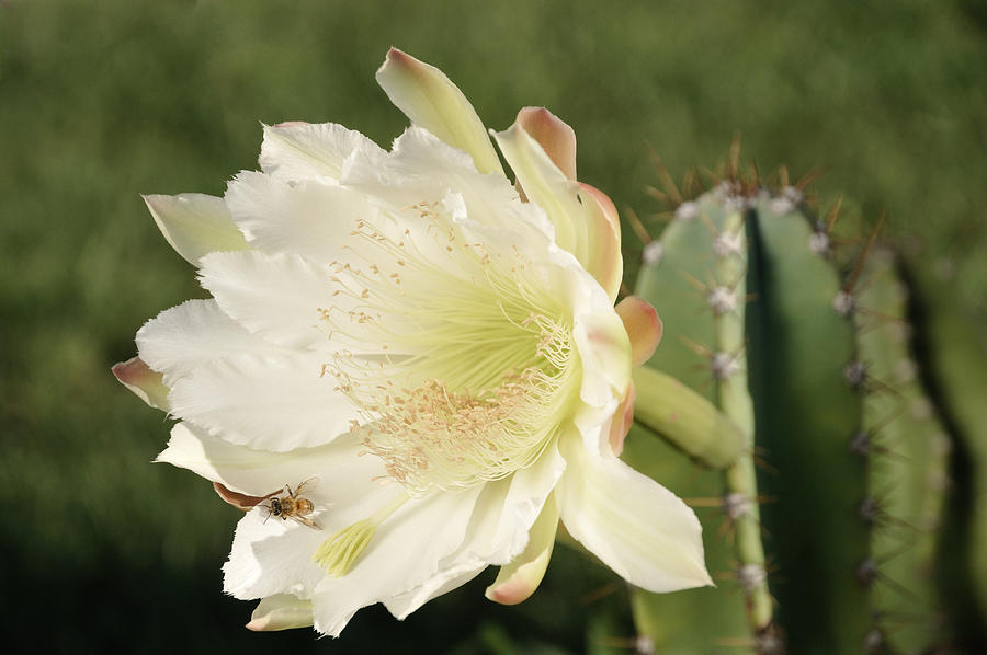 Cactus Flower and Bee Photograph by Bradford Martin