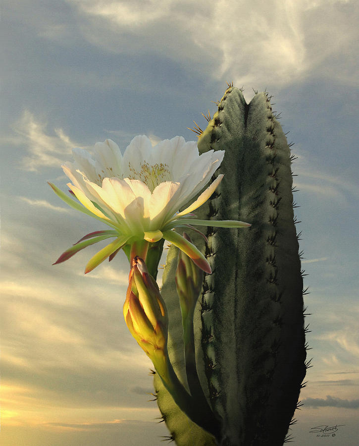 Cactus Flower at Sunrise Photograph by M Spadecaller
