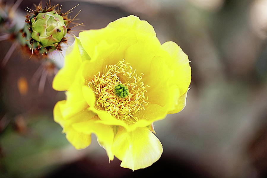 Cactus Flower Photograph by Barbaracarrollphotography