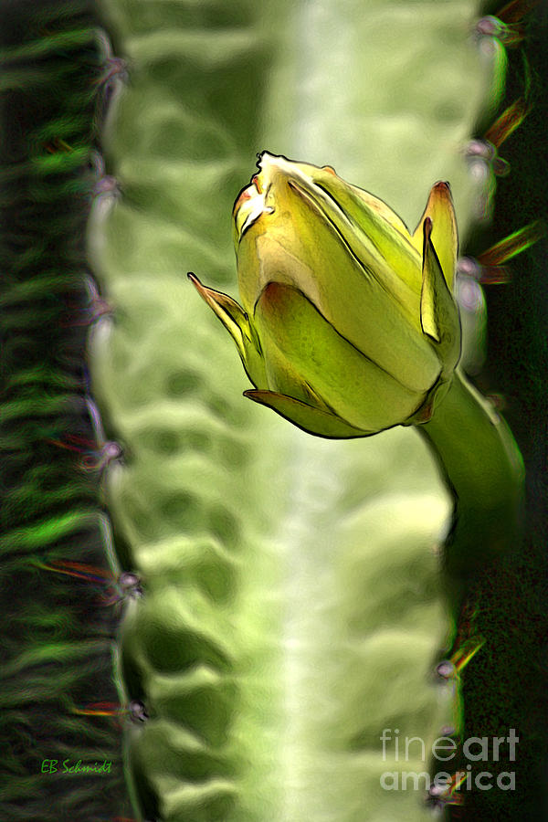 Cactus Flower Bud Digital Art by E B Schmidt