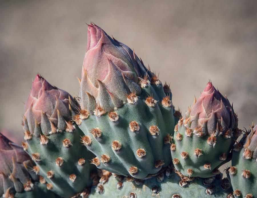 Flower Photograph - Cactus Flower Buds by Joseph Smith