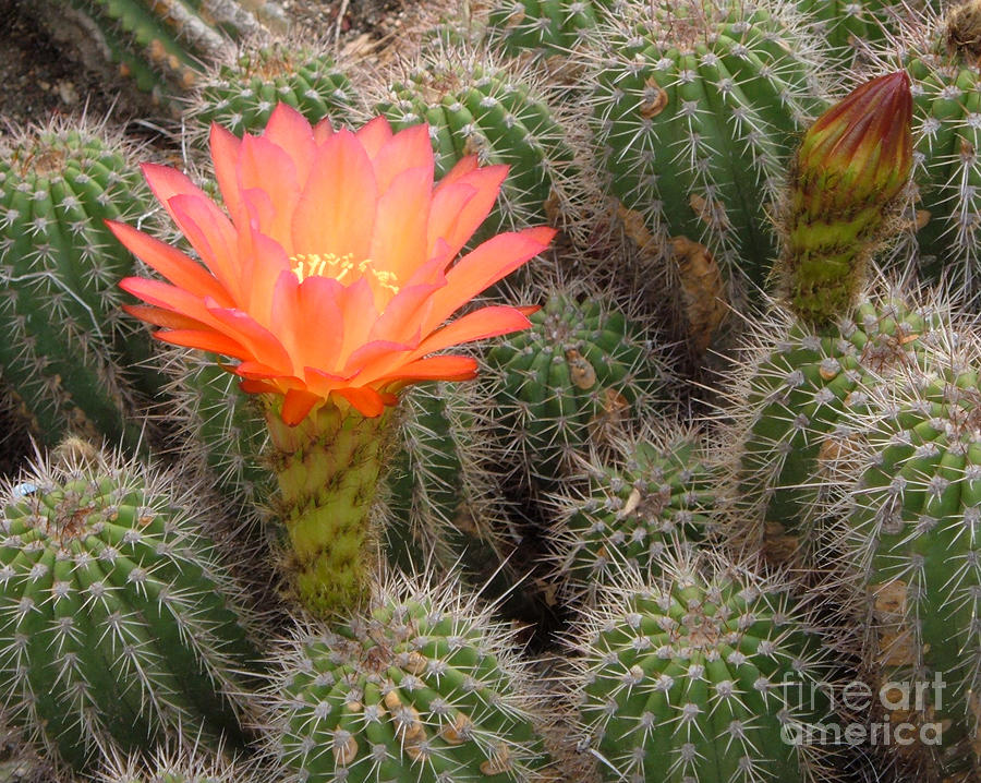 Cactus Flower Photograph by Cheryl Del Toro