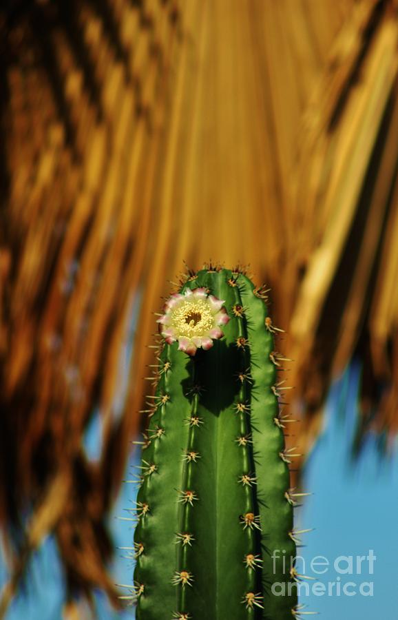 Cactus Flower Photograph by Craig Wood