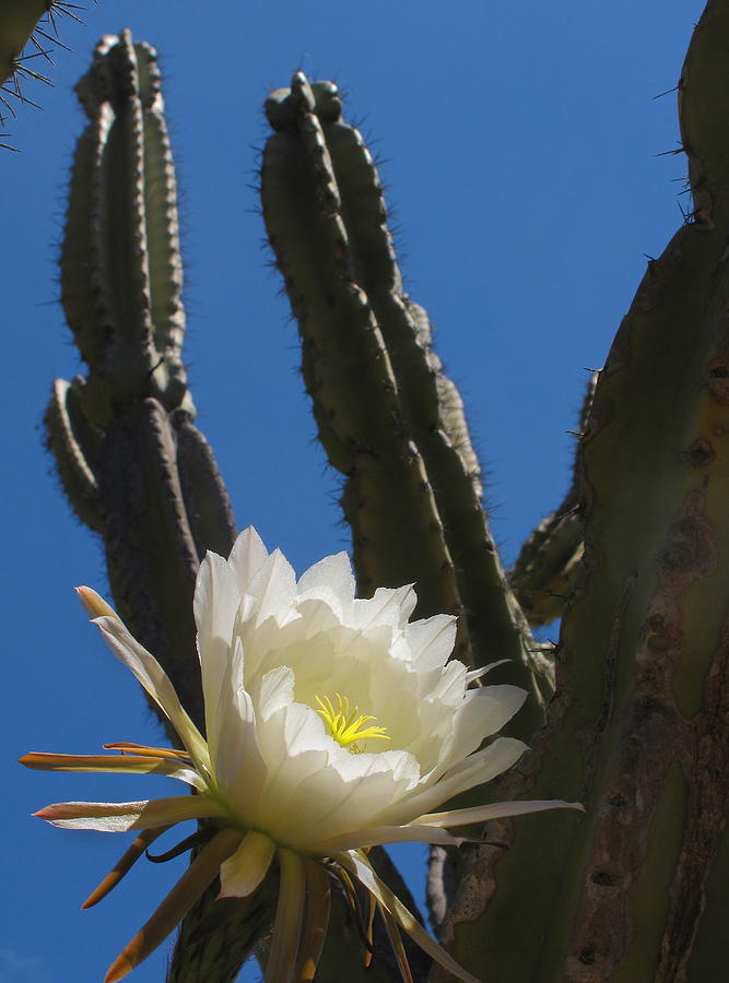 Cactus Flower Photograph by Derek Dean