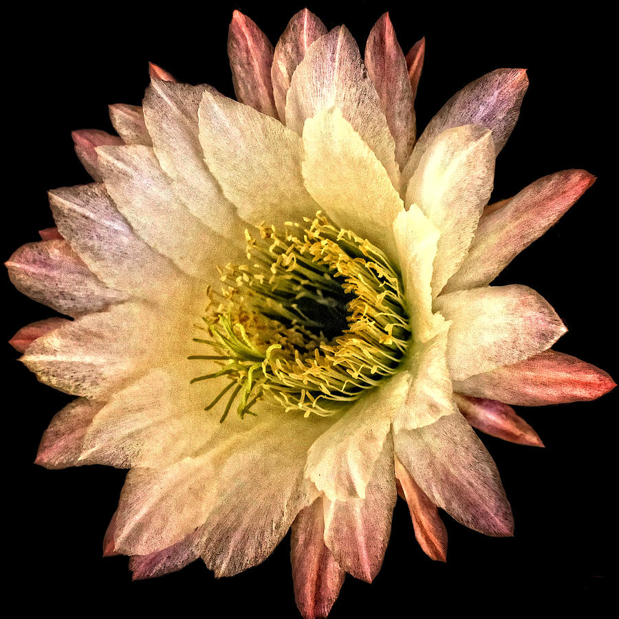 Cactus Flower Photograph by Fred Hahn