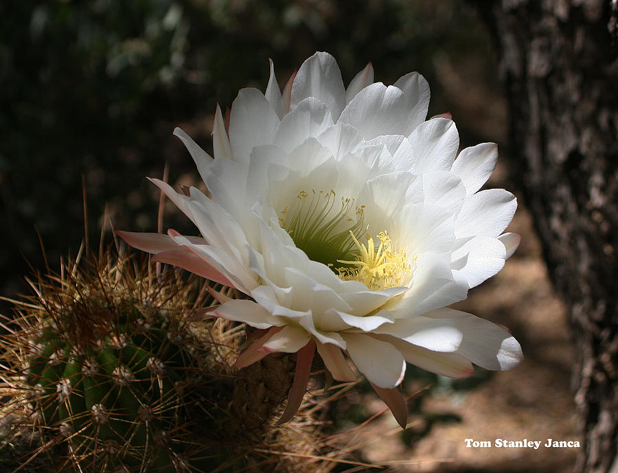 Cactus Flower Full Bloom Photograph by Tom Janca
