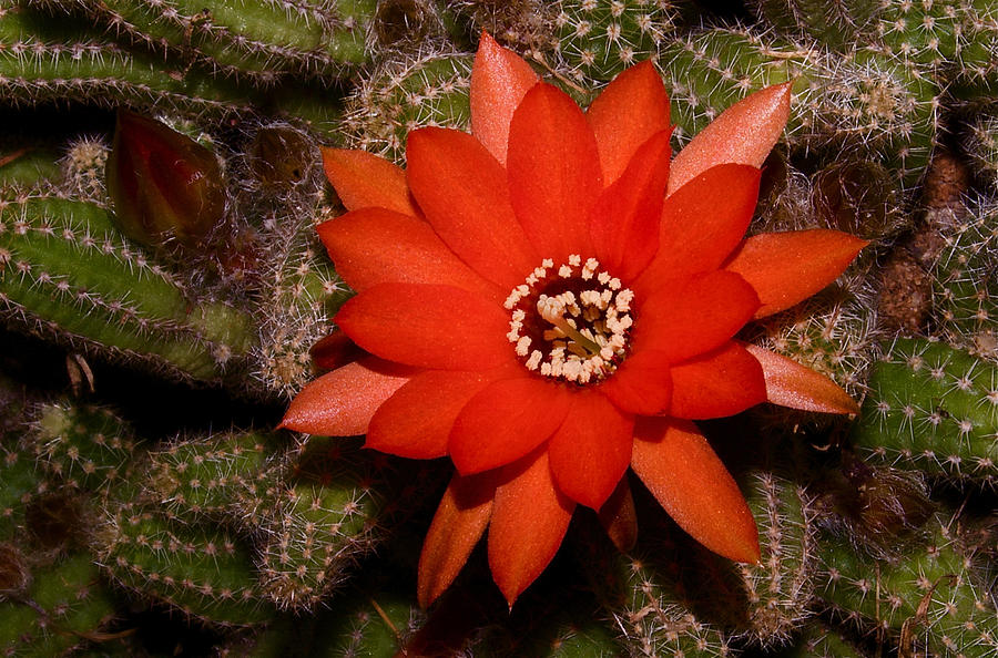 Cactus Flower by Greg Vizzi Cactus Flower by Greg Vizzi